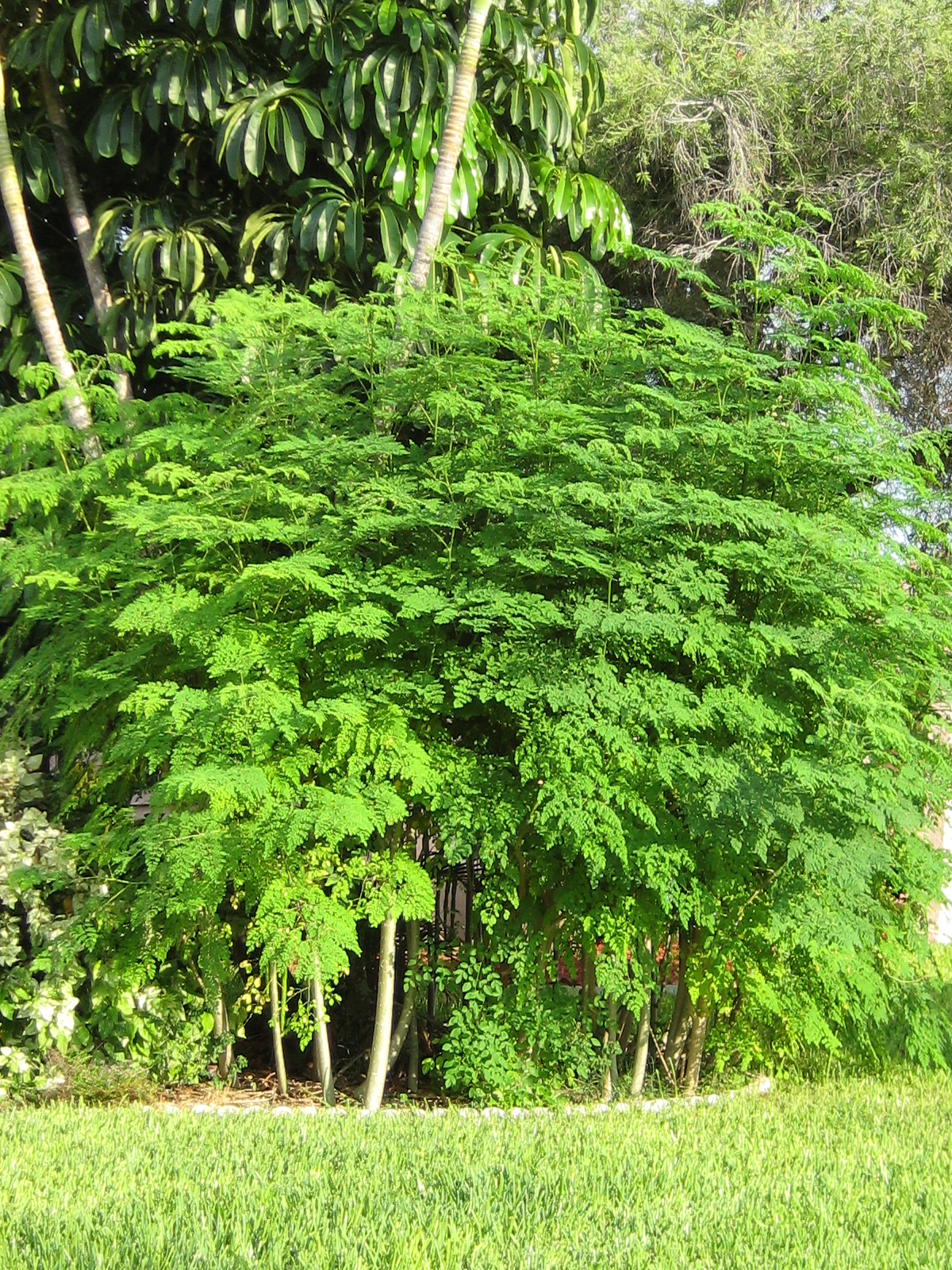 What is a moringa?